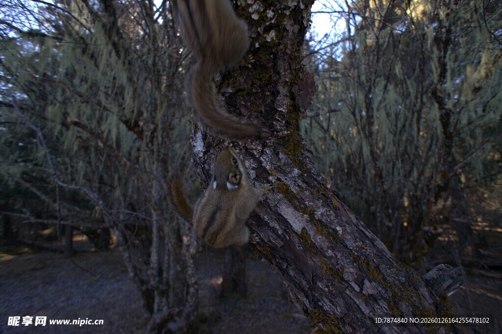 普达措森林公园
