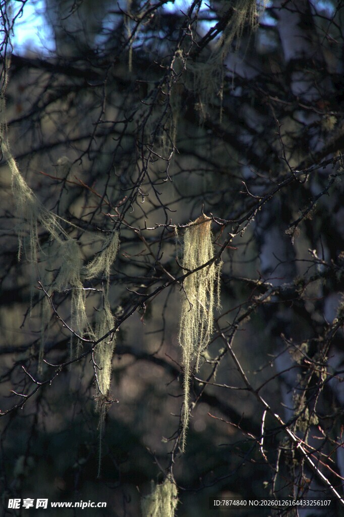 普达措森林公园