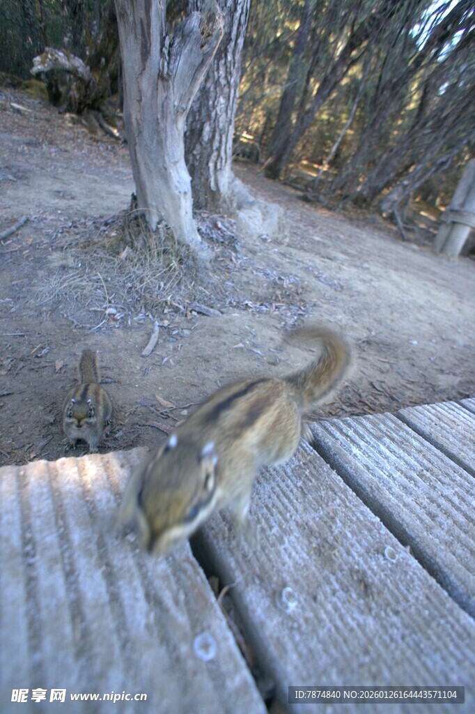 普达措森林公园