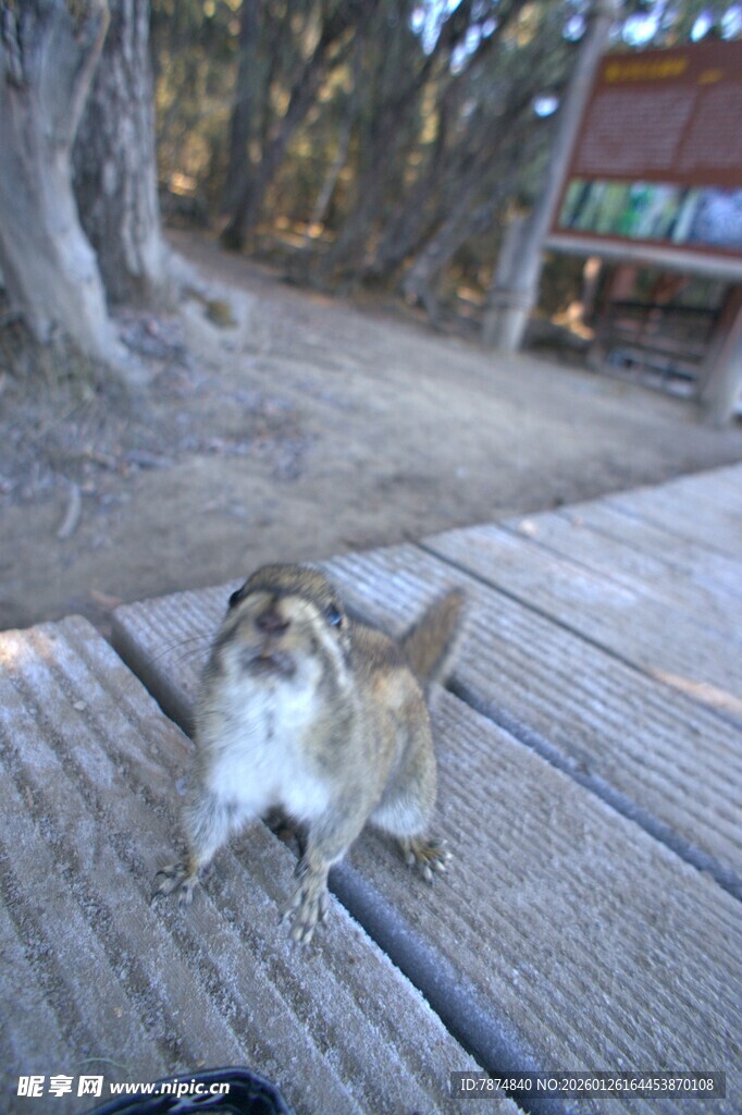 普达措森林公园