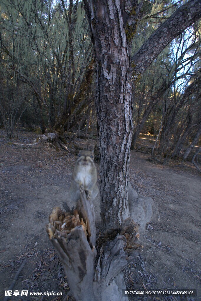 普达措森林公园