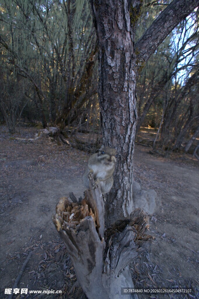 普达措森林公园