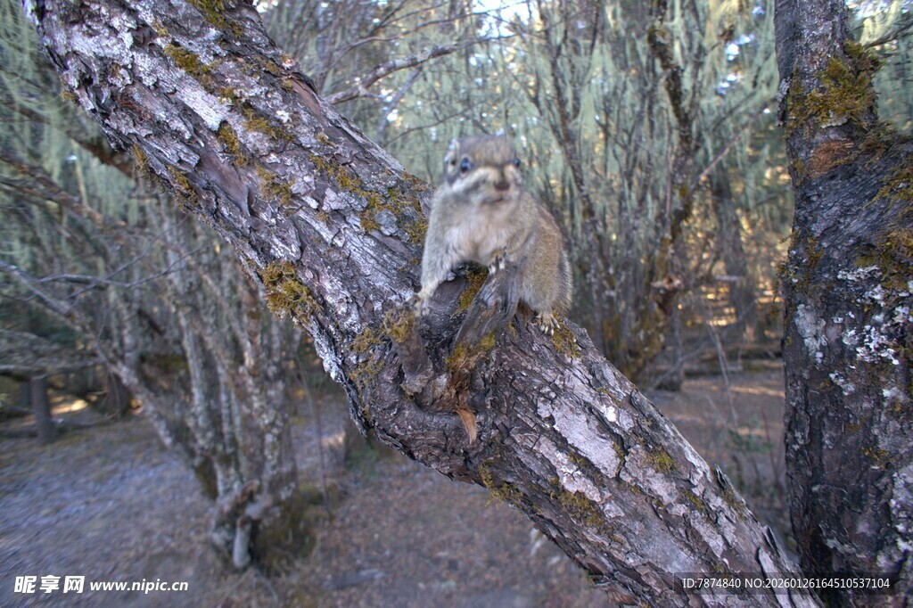 普达措森林公园