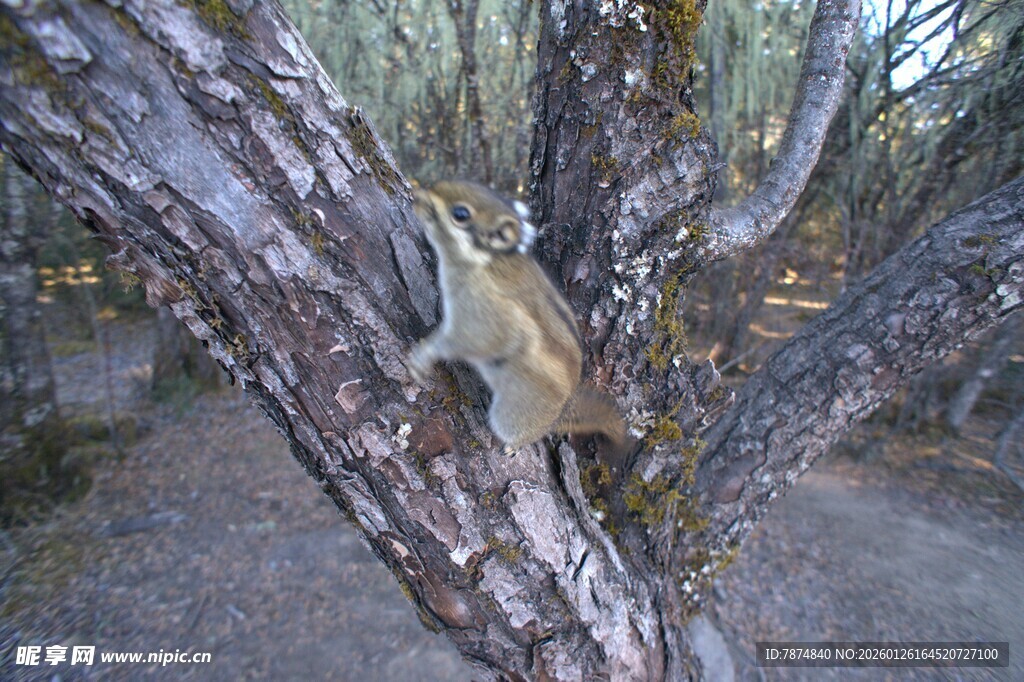 普达措森林公园