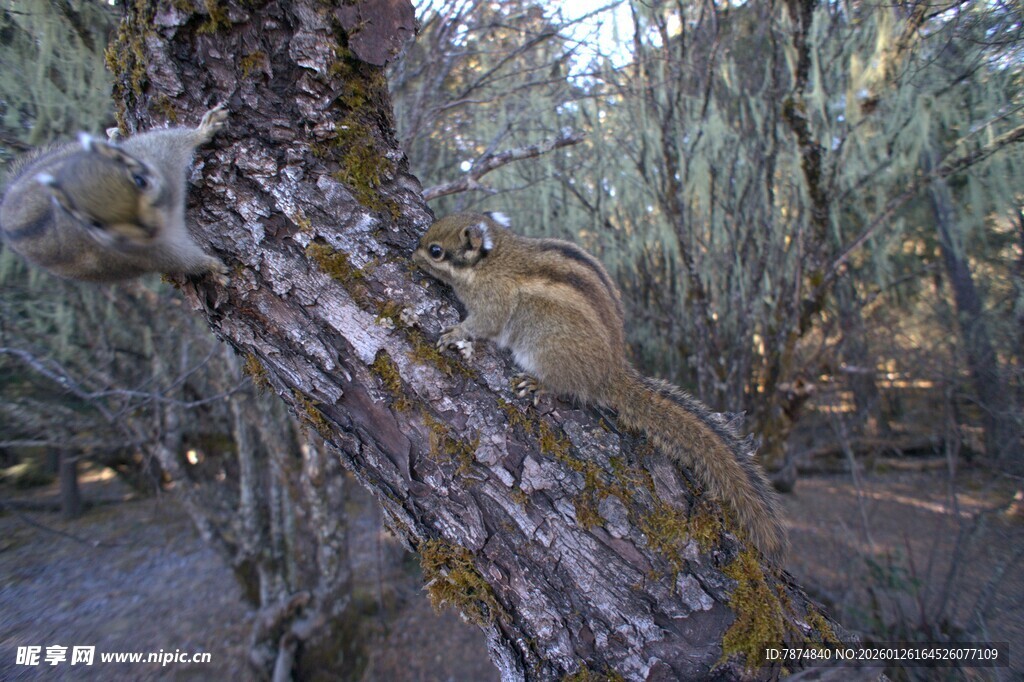 普达措森林公园