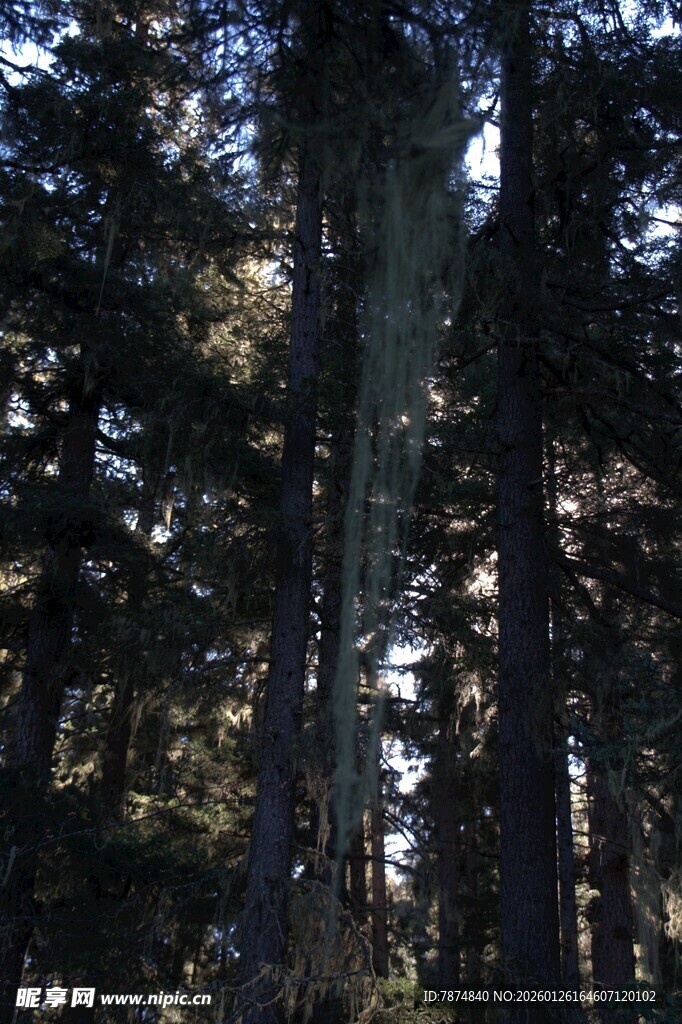 普达措森林公园