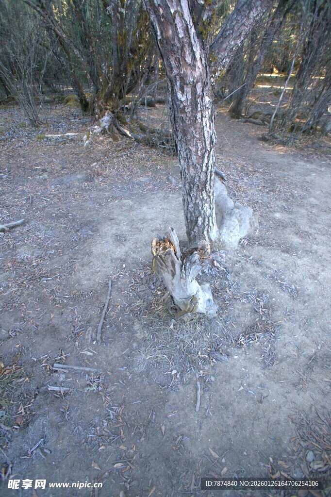 普达措森林公园