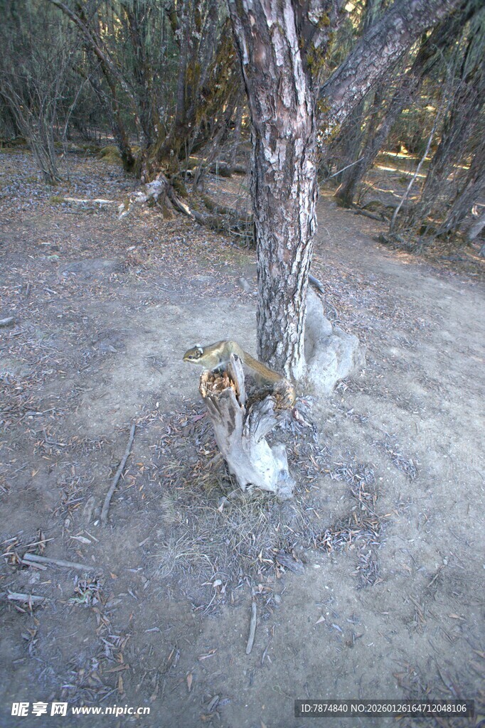 普达措森林公园