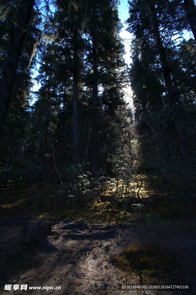 普达措森林公园