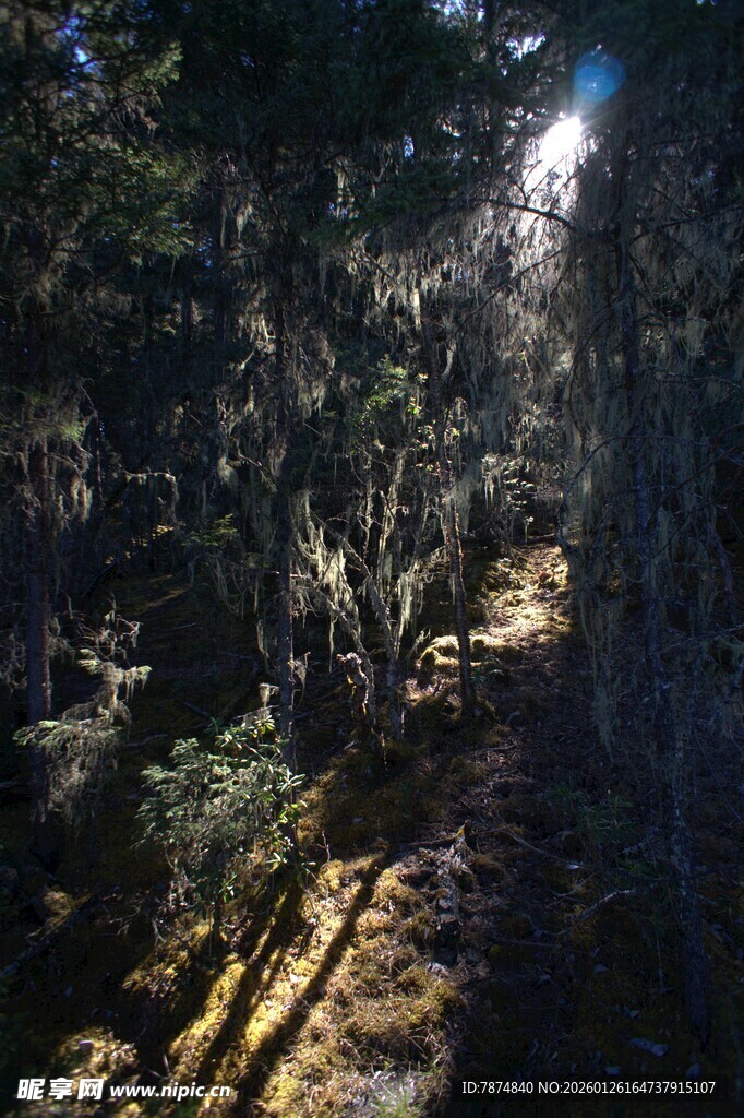 普达措森林公园