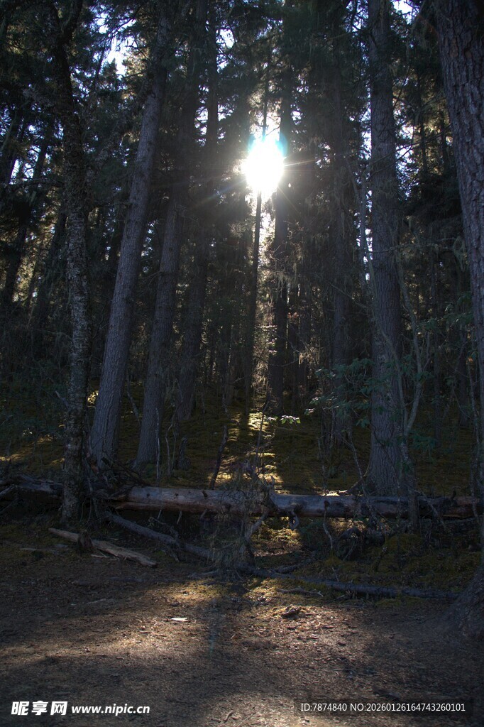 普达措森林公园