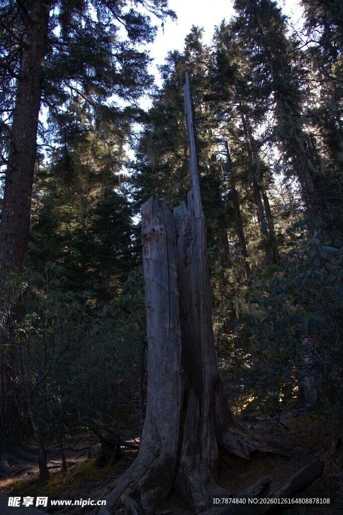 普达措森林公园