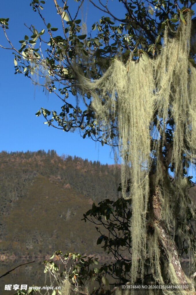 普达措森林公园