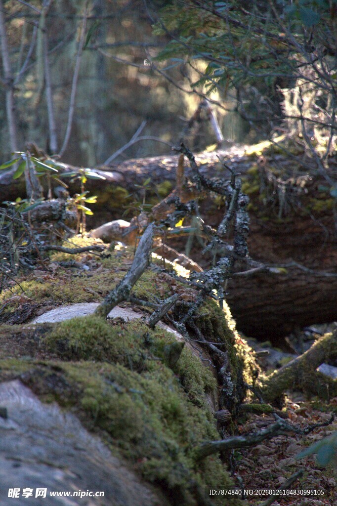 普达措森林公园