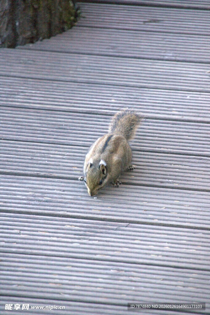 普达措森林公园