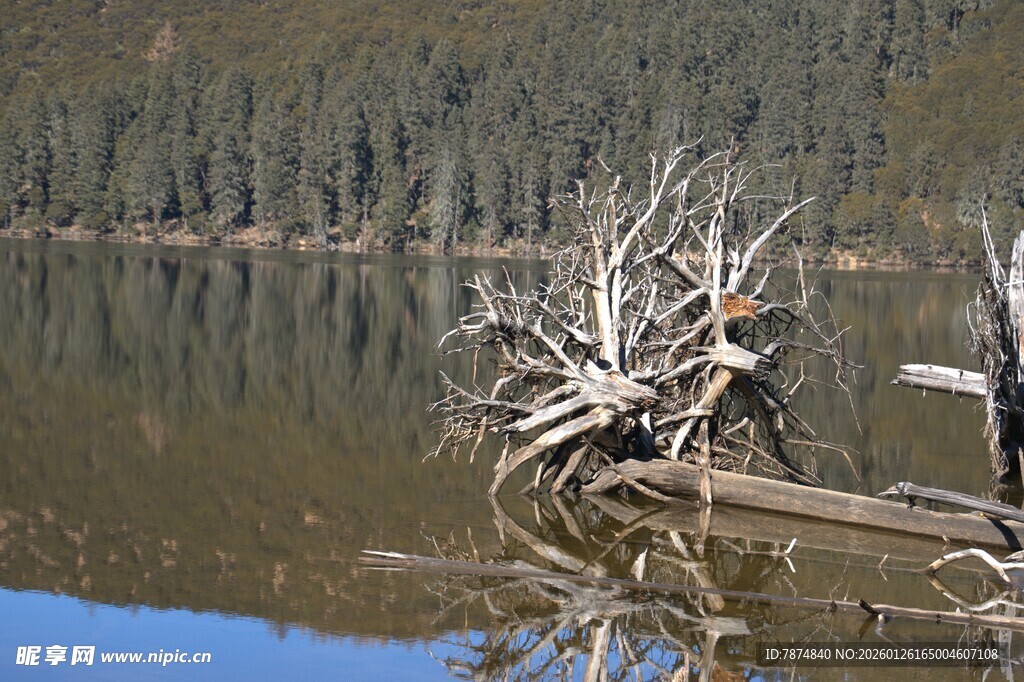 普达措森林公园