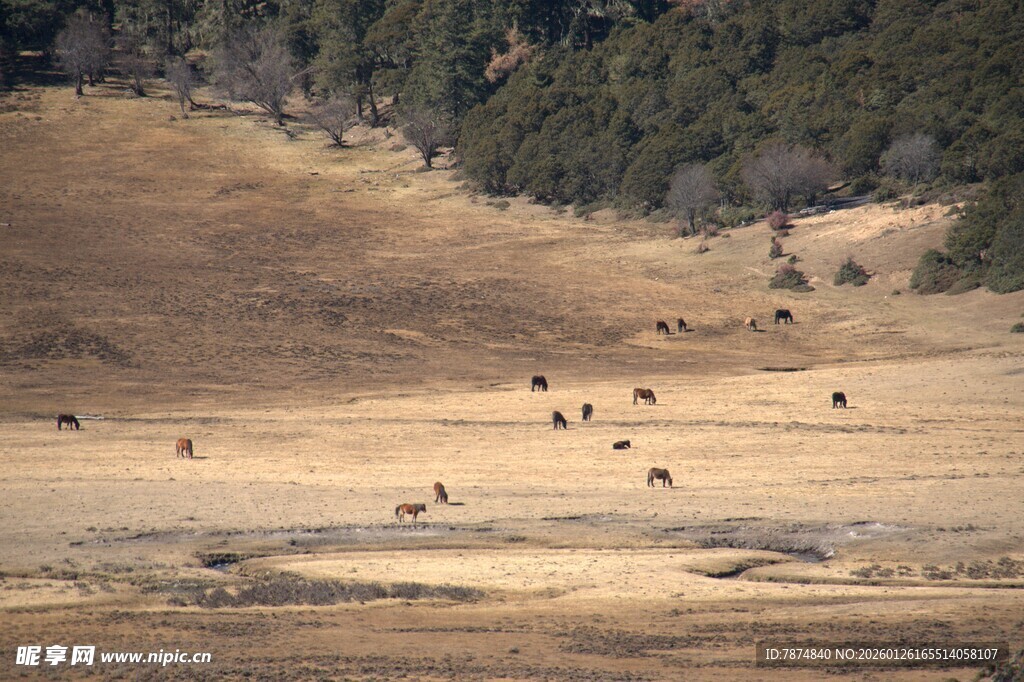 普达措森林公园