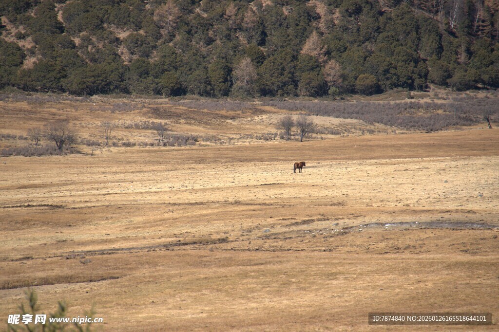 普达措森林公园