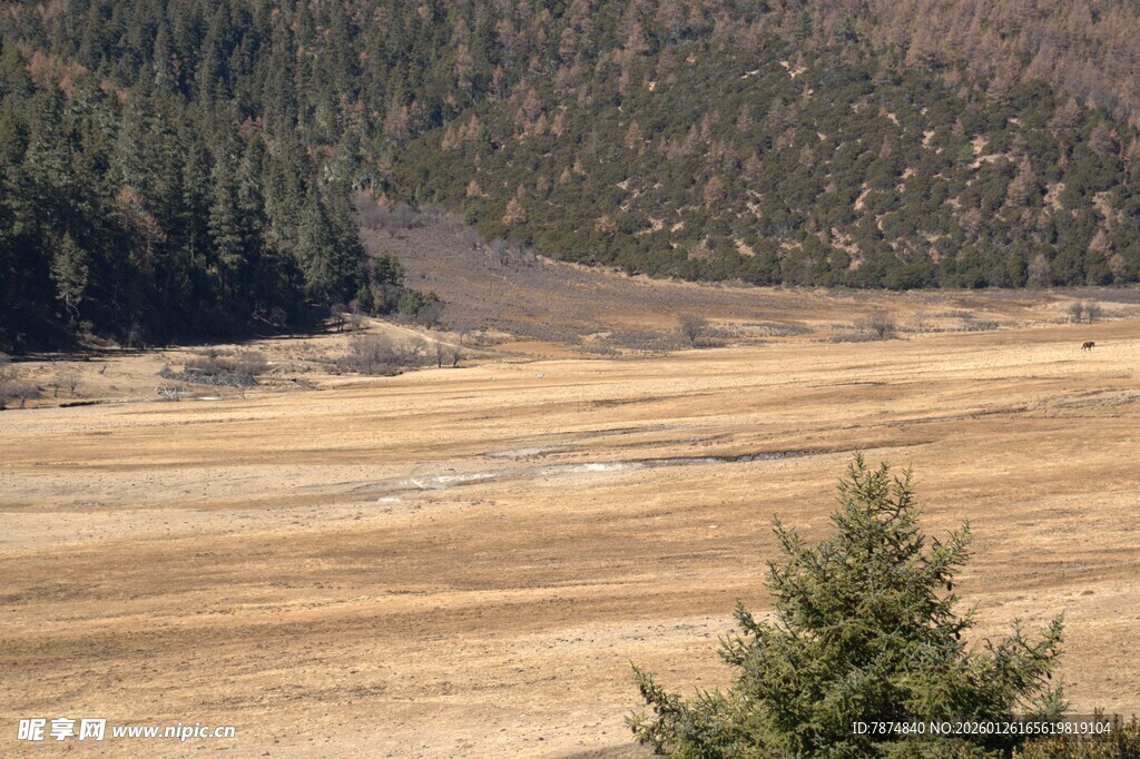 普达措森林公园
