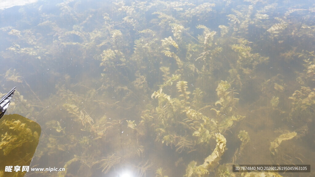清澈水底景象
