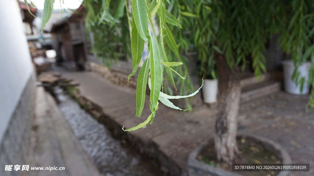 小巷中垂下的葱茏绿植