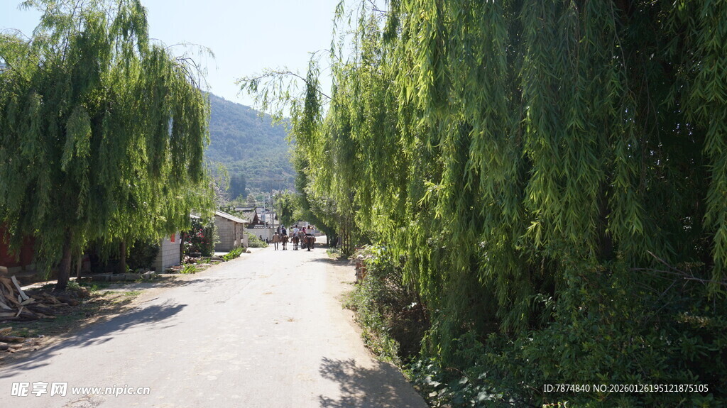 柳荫小道 自然静谧之景