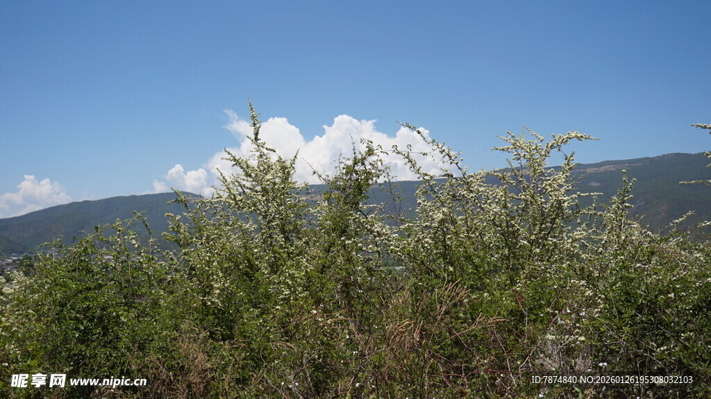 山间绿植与蓝天白云美景