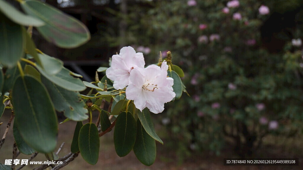 绽放的白色杜鹃花