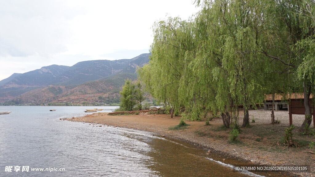 湖畔垂柳风景如画