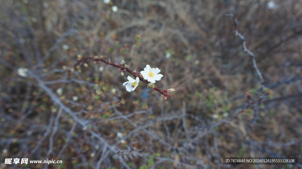 荒野中的白色小花