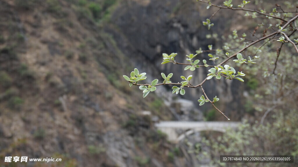 山间溪流旁的葱郁植物