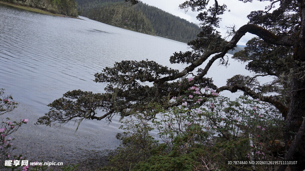 湖畔树枝与静谧湖水景色