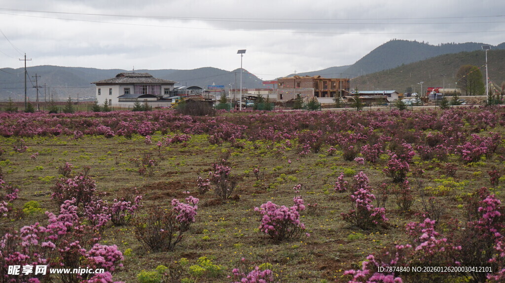 紫色花海中的乡村景致