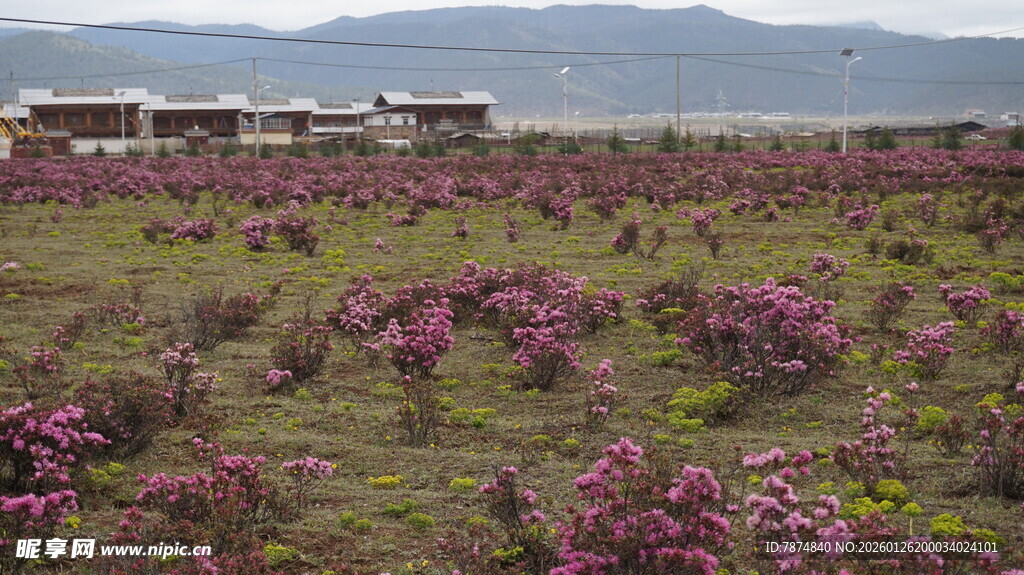 花海田园风光