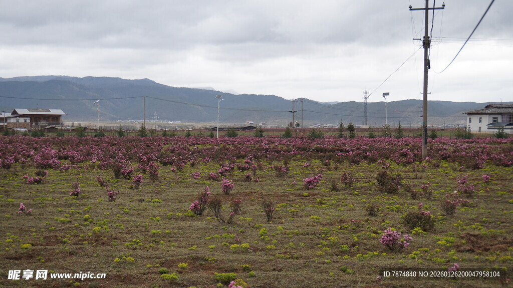 田野中的动物养殖场景