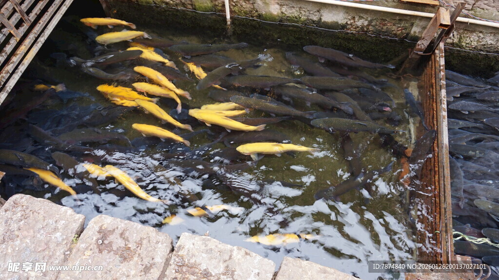池塘中的金色锦鲤
