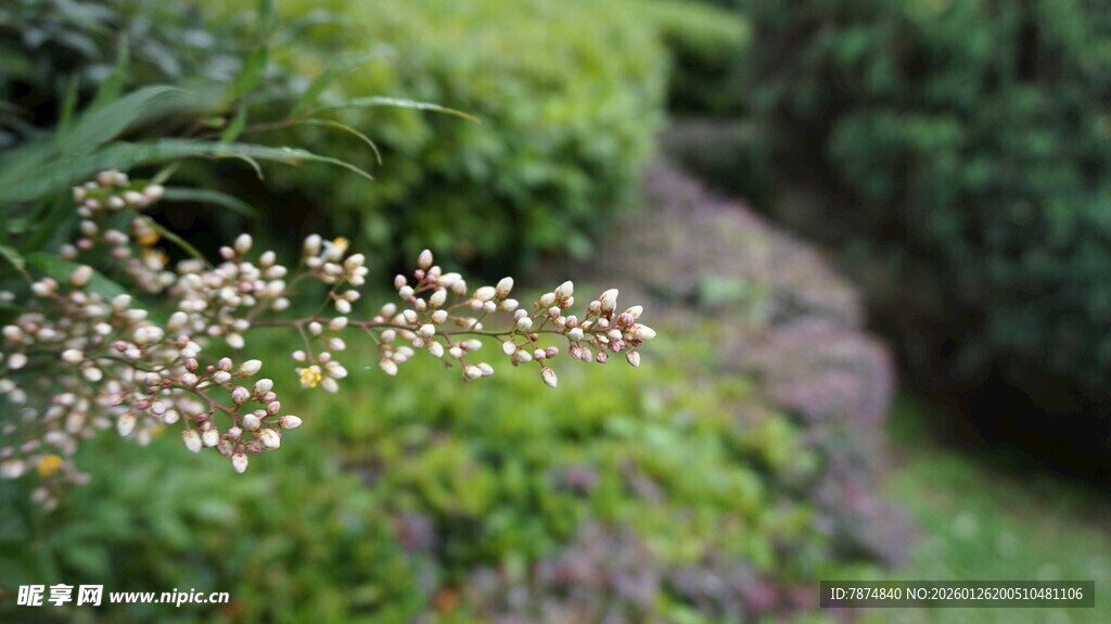 草丛中的白色小花