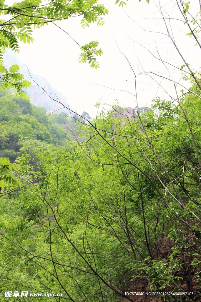 石林峡山林绿意盎然的自然景致