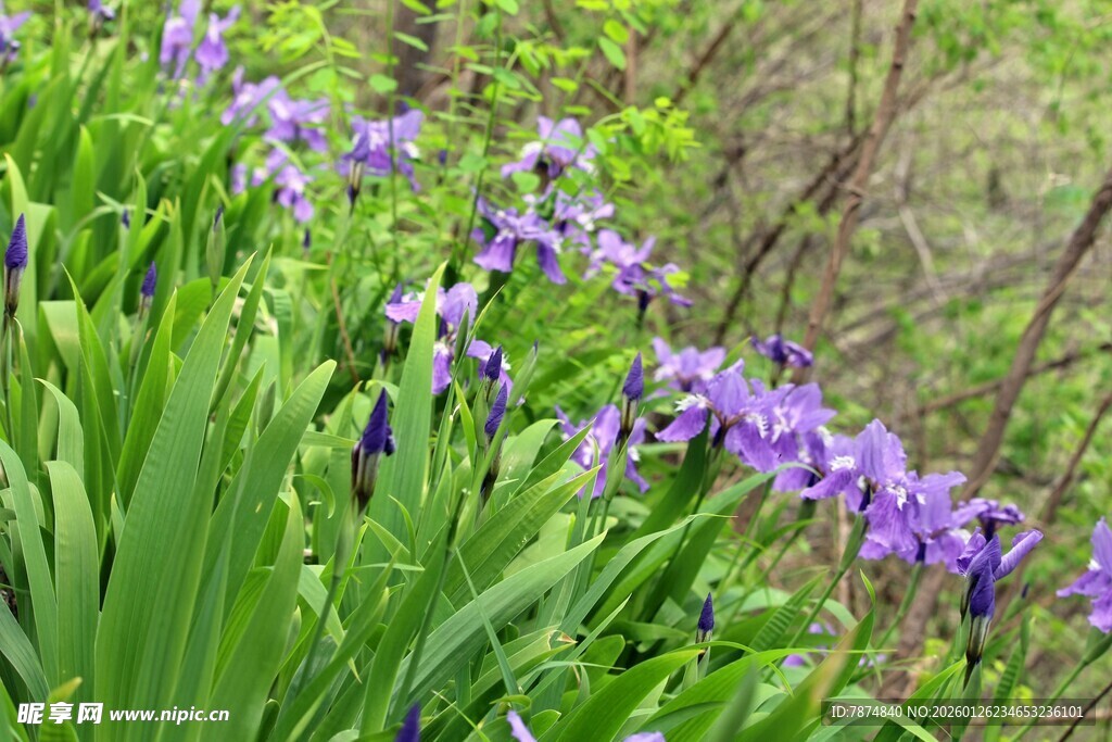 紫色鸢尾花绽放于绿野