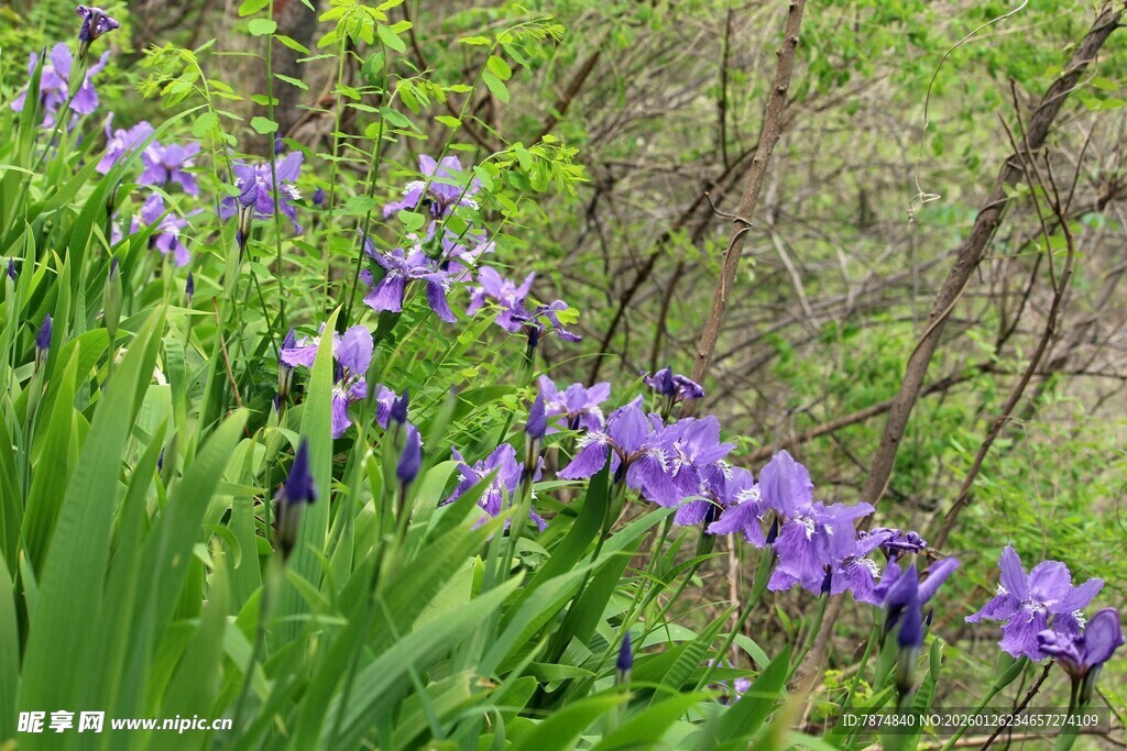 林间绽放的紫色鸢尾花