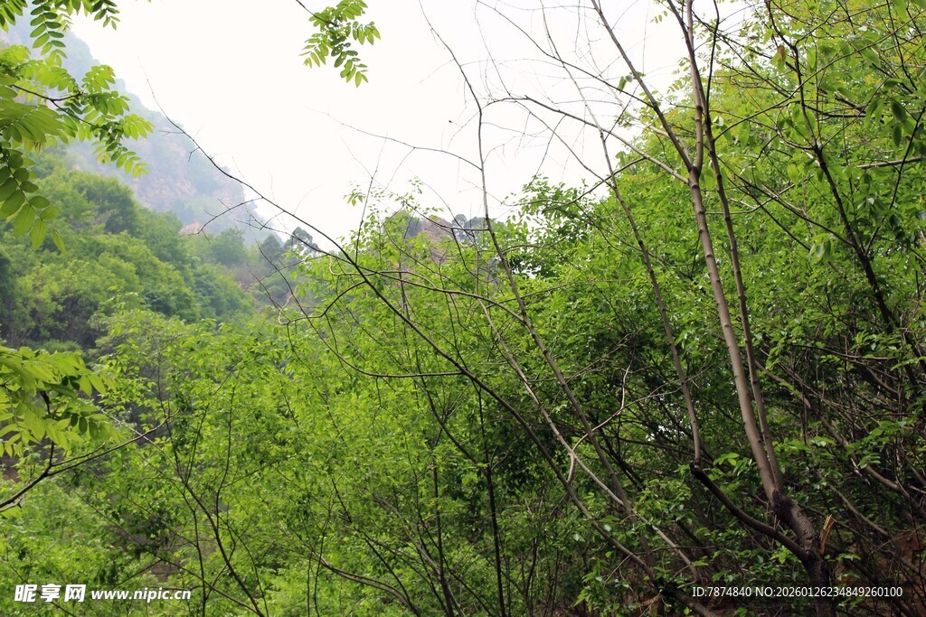 石林峡山林绿意盎然的自然景致