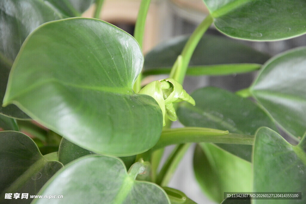 翠绿心形叶片的绿植