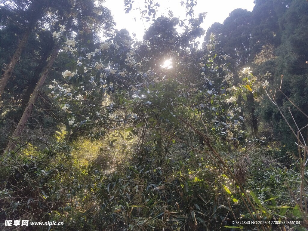衡山阳光洒落的茂密森林
