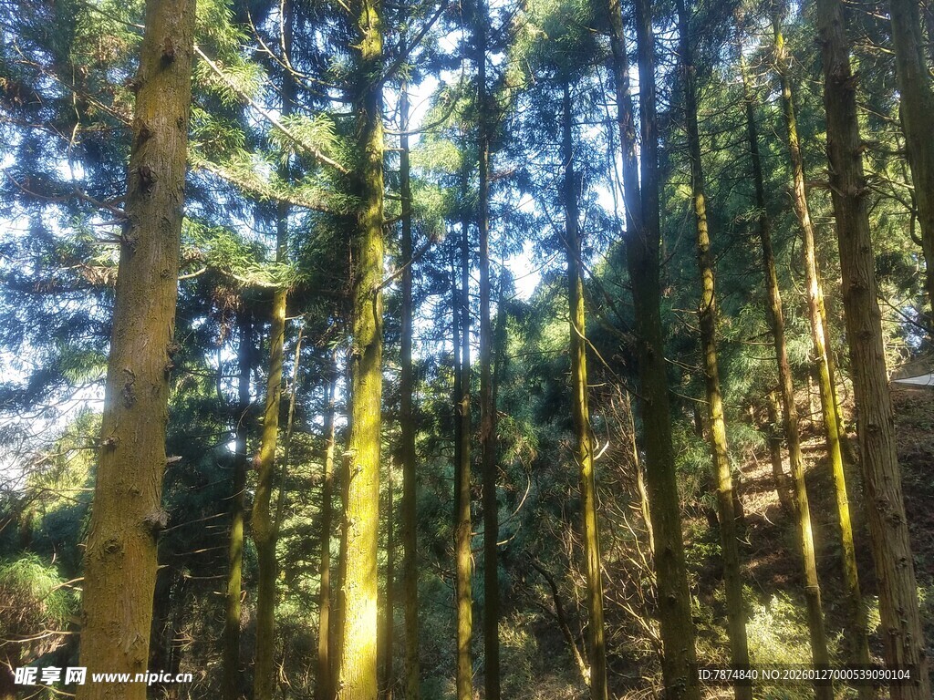 衡山阳光照耀下的茂密森林