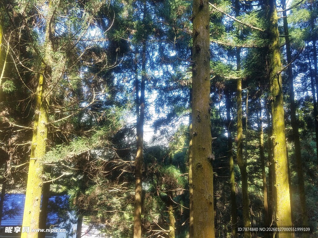 衡山阳光洒落的茂密森林