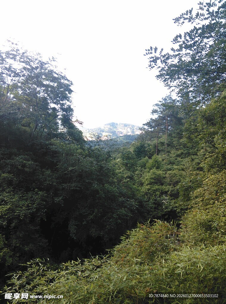 衡山山林绿意景观