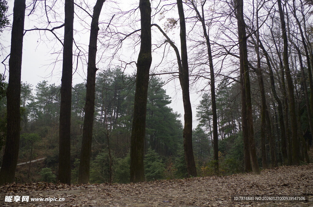 衡山冬日萧瑟树林景象