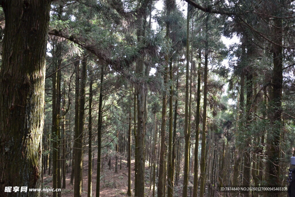 衡山茂密松树林景观