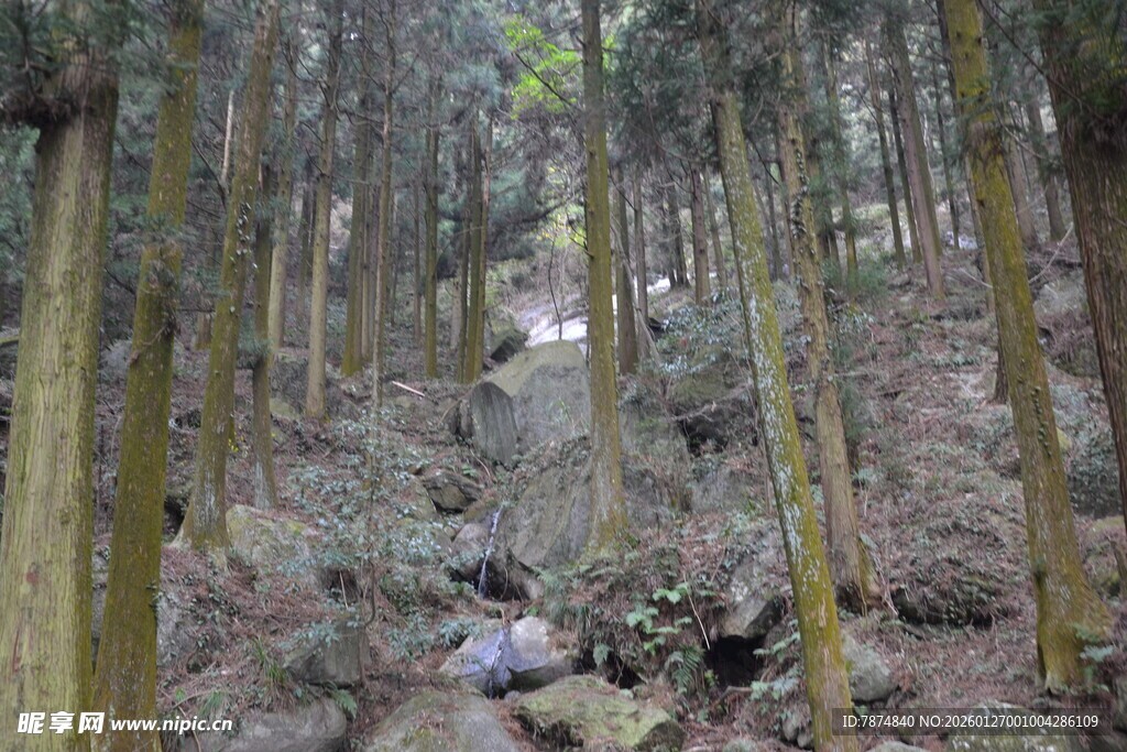 衡山山林间徒步者穿行于树林