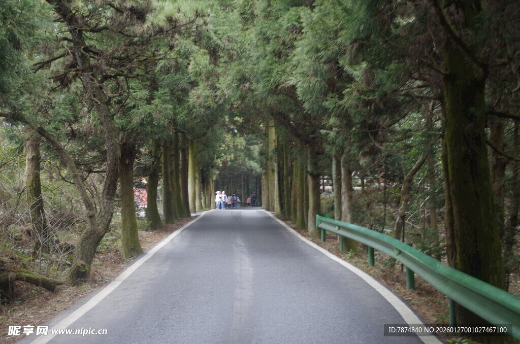 衡山林间幽径 绿意盎然的道路
